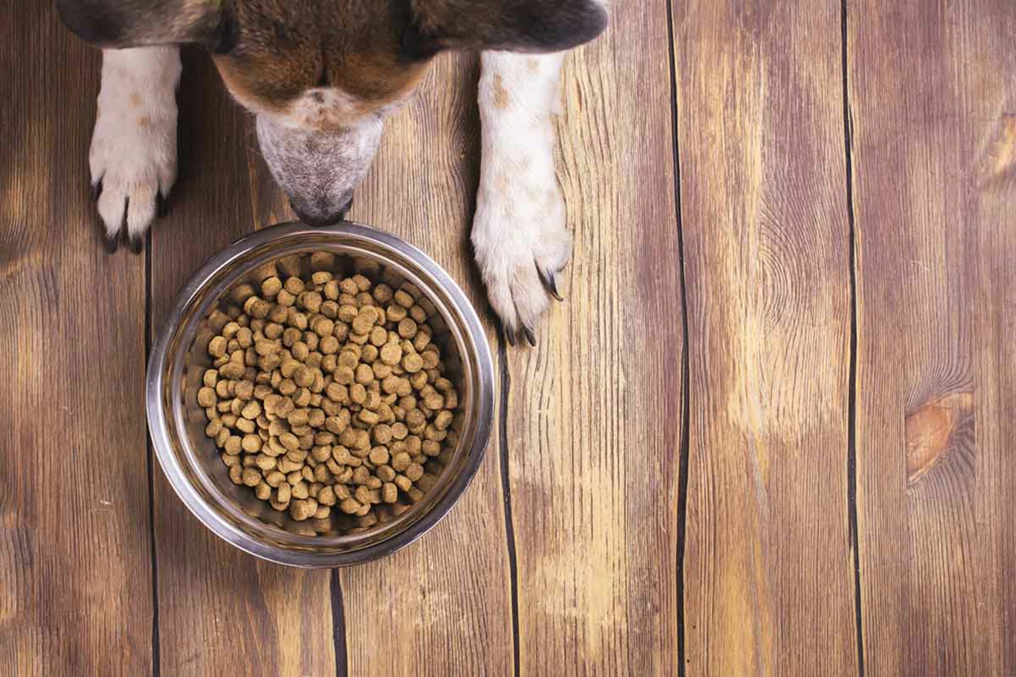10 Migliori Alimenti Per Cani Piu Sani Senza Legumi E Piselli