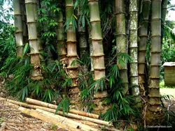 2 E un RTH baccelli di bamb e di Palm Plant Food Capsule 020204