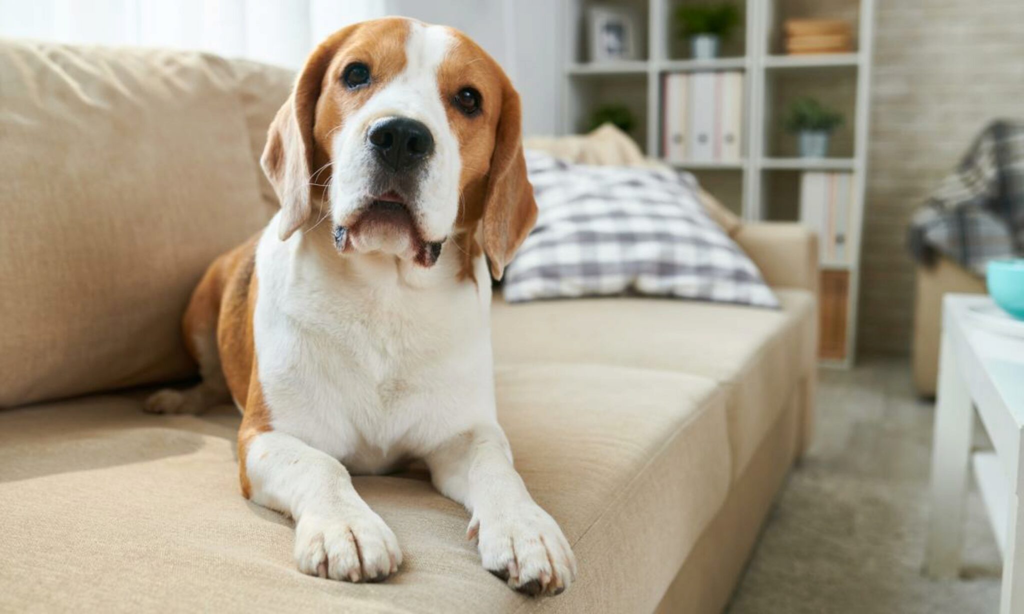 6 Migliori Pettorine Per Cani Per Beagle