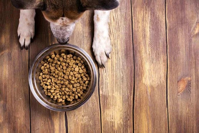 Cani Adulti. Rivelati I 5 Migliori Marchi Di Alimenti Per Cani Sani
