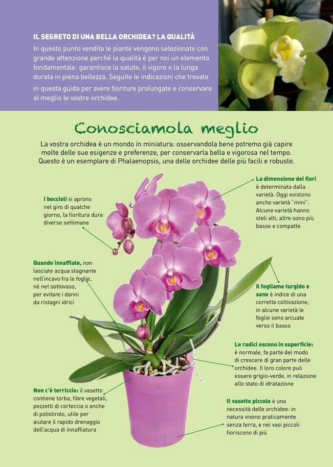 Come Prendersi Cura Delle Orchidee. La Guida Definitiva 2021