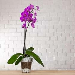 Il vaso delle orchidee