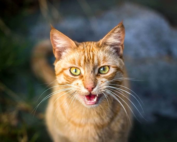Cat Yowling: Perché I Gatti Yowl E Cosa Significa?