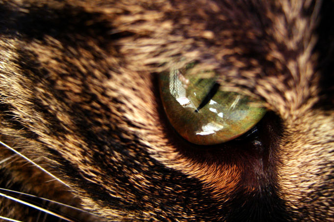 Cymric Cat: Informazioni, Attributi E Verità Sulla Razza Del Gatto