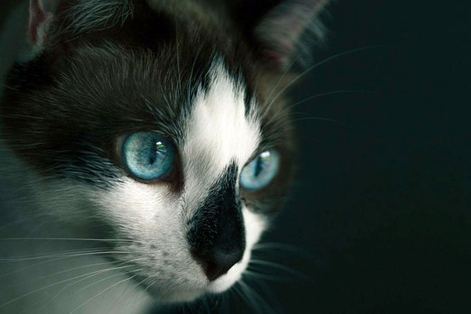 I Gatti Possono Piangere? Tutto Ciò Che Devi Sapere
