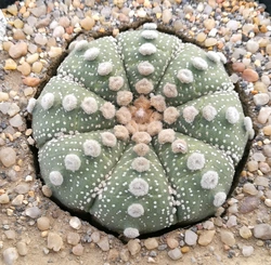 Rapporto NPK del fertilizzante succulento e del cactus Ca