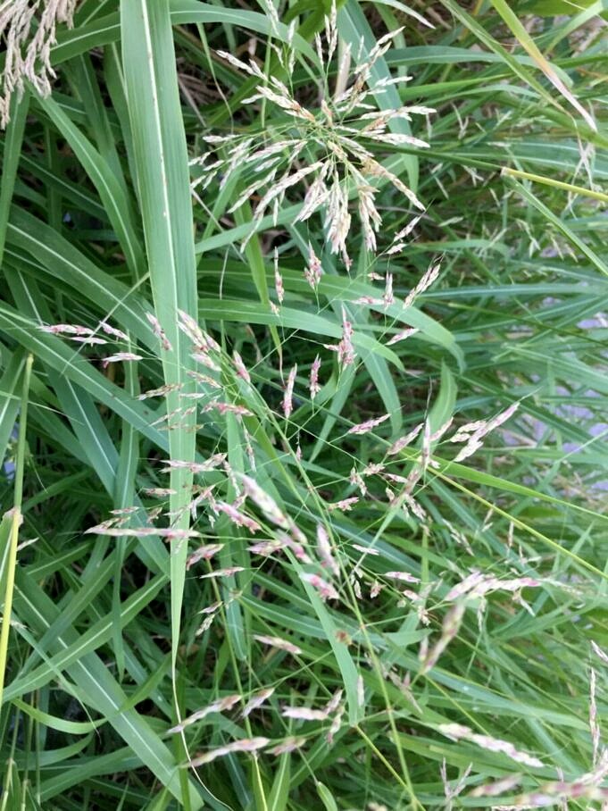 Suggerimenti Per Il Controllo Delle Infestanti Come Uccidere Johnson Grass In Modo Organico/chimico
