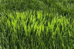 Suggerimenti su come mantenere il prato libero dall'erba
